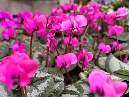 Foto: Michael Mikolajczak Regionale und fair gehandelte Blumen