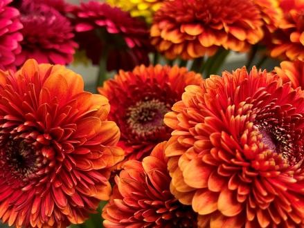 Foto: Michael Mikolajczak Regionale und fair gehandelte Blumen