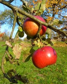 Zwei Äpfel hängen an einem Baum bei den Streuobstwiesen