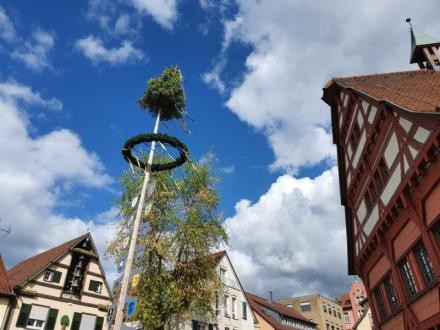 Maibaum Maibaum vor dem alten Rathaus in der Innenstadt