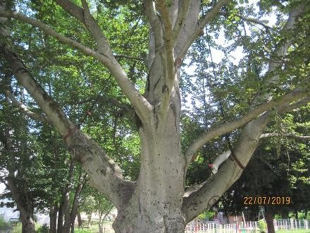 Blutbuche mit Kronensicherungen im Lutz-Dettinger Park 