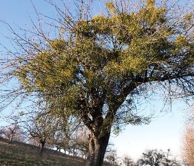 Mistelbefall an einem Baum 