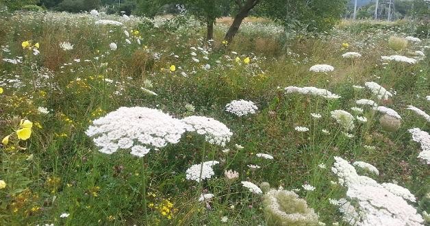 Streuobstwiese bei den Schlierbachwiesen mit verschiedenen Blumen und Pflanzen