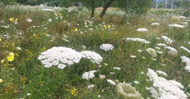 Streuobstwiese bei den Schlierbachwiesen Streuobstwiese bei den Schlierbachwiesen mit verschiedenen Blumen und Pflanzen