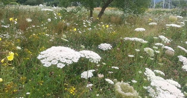 Streuobstwiese bei den Schlierbachwiesen Streuobstwiese bei den Schlierbachwiesen mit verschiedenen Blumen und Pflanzen