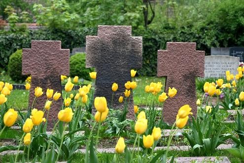 Das Foto zeigt die Grabsteine der Kriegsgräber inmitten von gelben Tulpen.