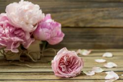 Rosa Pfingstrosen auf Holz